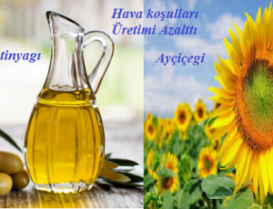 Ayçiçegi ve Zeytinyagında Rekolte azalıyor