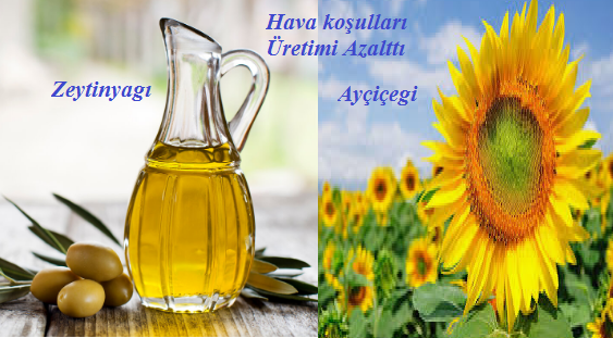 Ayçiçegi ve Zeytinyagında Rekolte azalıyor