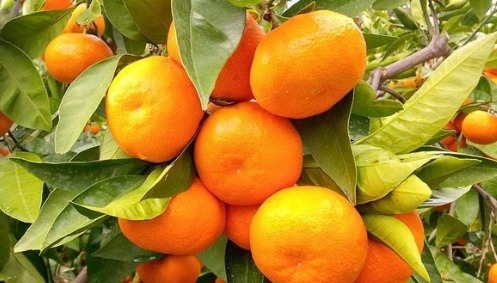 Bahçede 2 lira Markette 25 tl