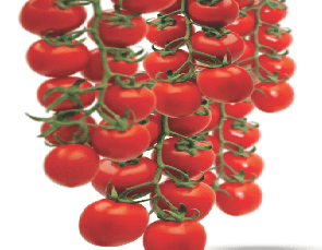 Domates Tarlada 15 tl Markette 70 tl