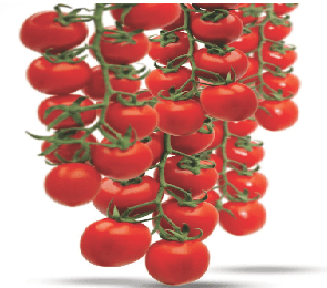 Domates Tarlada 15 tl Markette 70 tl
